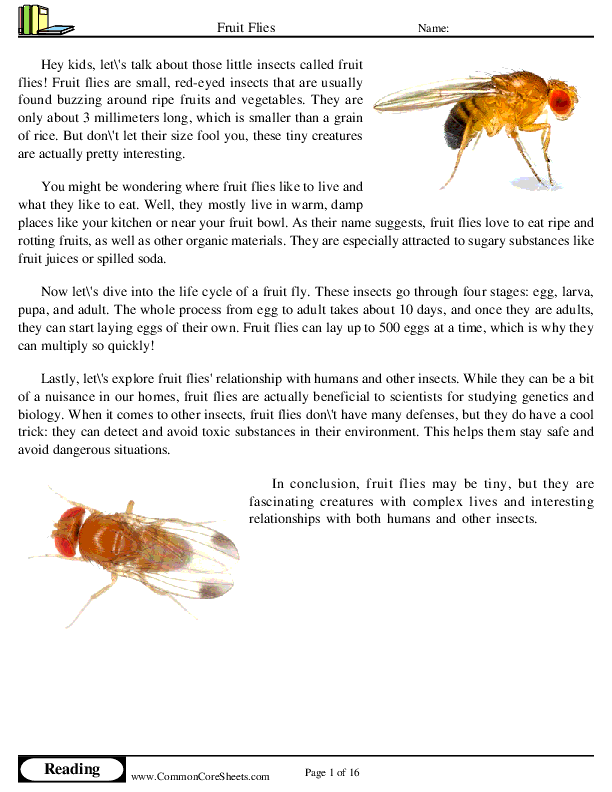  - fruit-flies worksheet