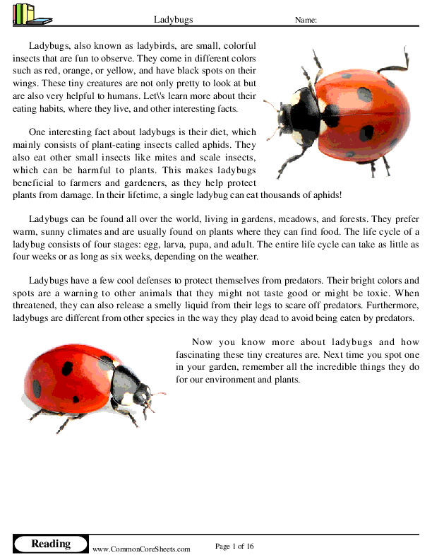 - ladybugs worksheet