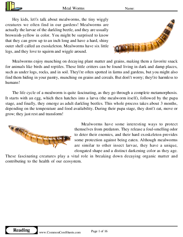 - meal-worms worksheet