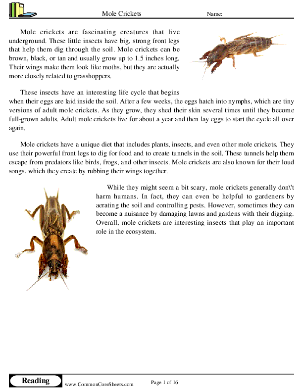  - mole-crickets worksheet