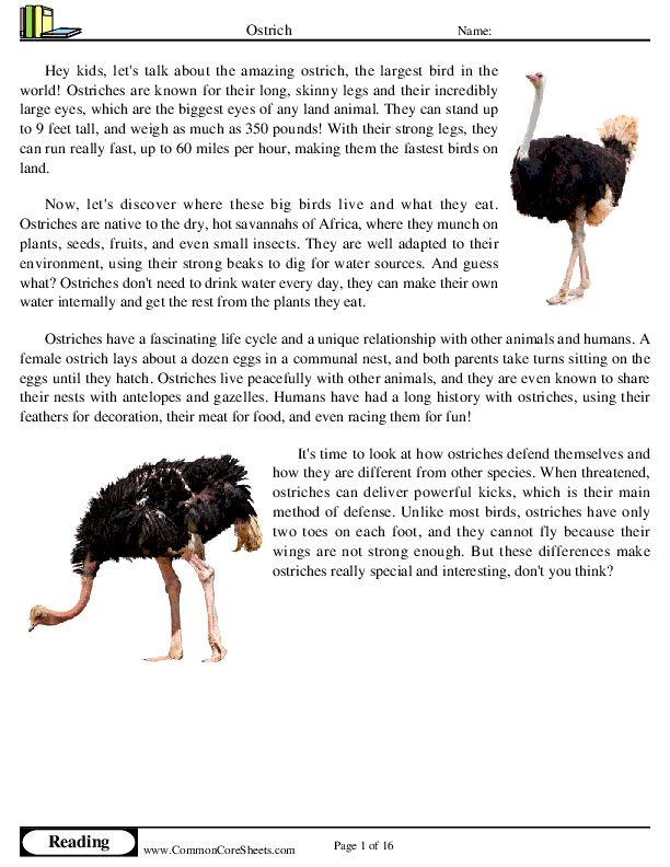  - ostrich worksheet