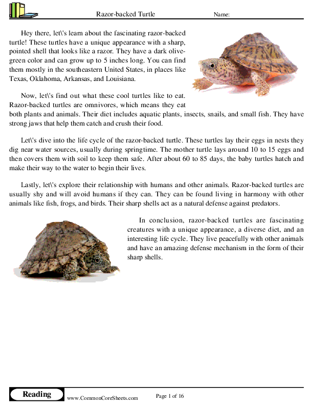  - razor-backed-turtle worksheet