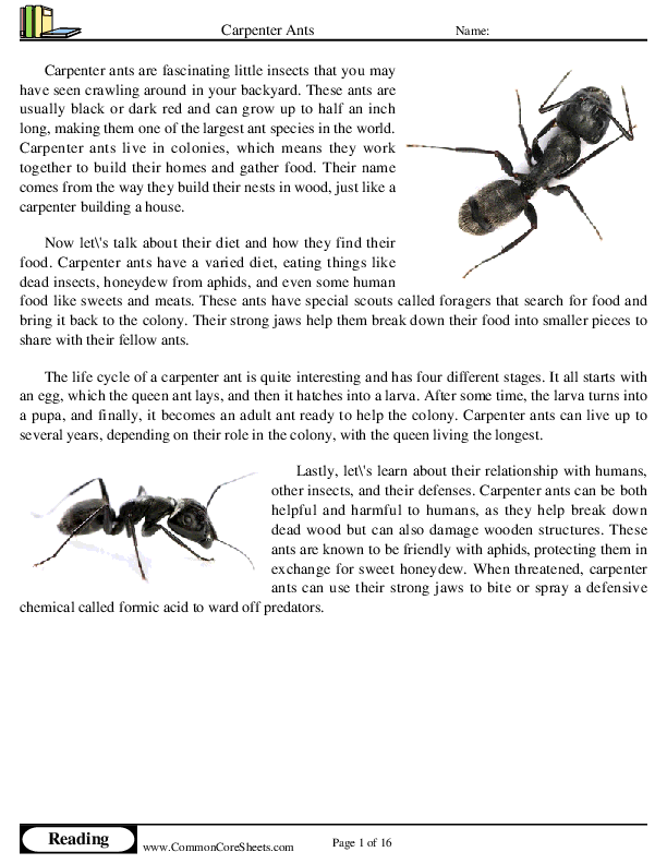  - carpenter-ants worksheet