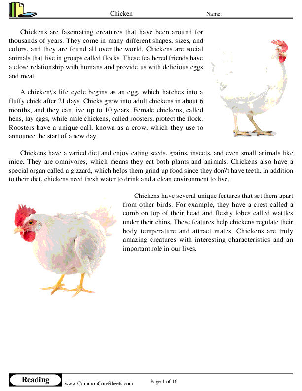  - chicken worksheet