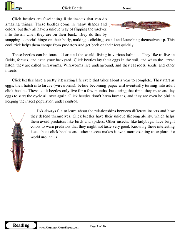  - click-beetle worksheet