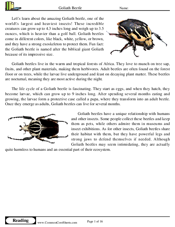  - goliath-beetle worksheet